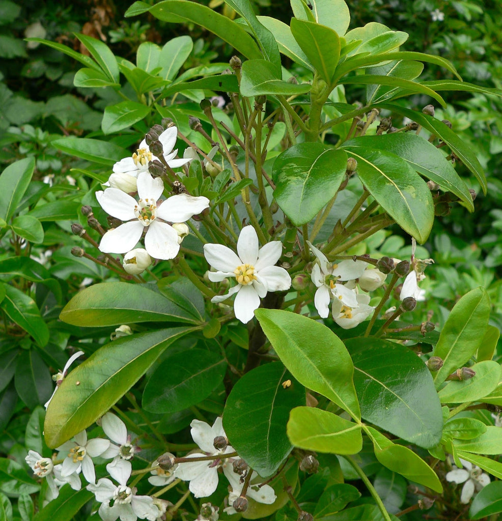 Choisya Ternata (Mexican Orange Blossom)