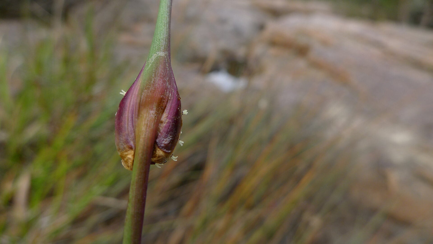 Chorizandra cymbaria (Heron Bristle Brush)
