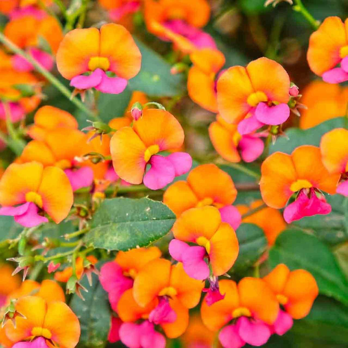 Chorizema cordatum (Heart-leaf Flame Pea)