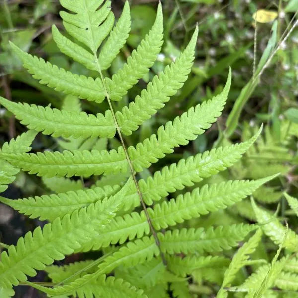 Christella dentata (Toothed Maiden Fern)