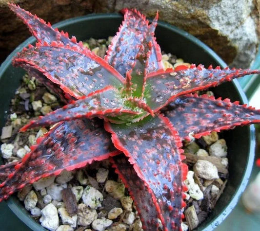 Aloe ‘Christmas Cracker’ (Aloe)