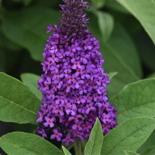 Buddleja ‘Chrysalis Purple’ (Chrysalis™ Purple Butterfly Bush)