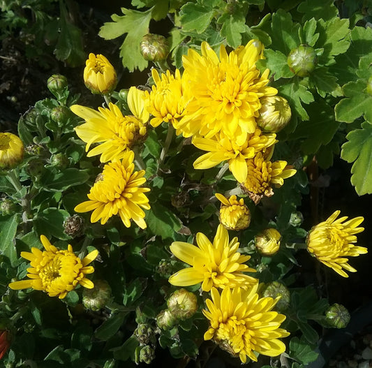 Chrysanthemum × morifolium ‘Youpi Citron’ (Garden Chrysanthemum)