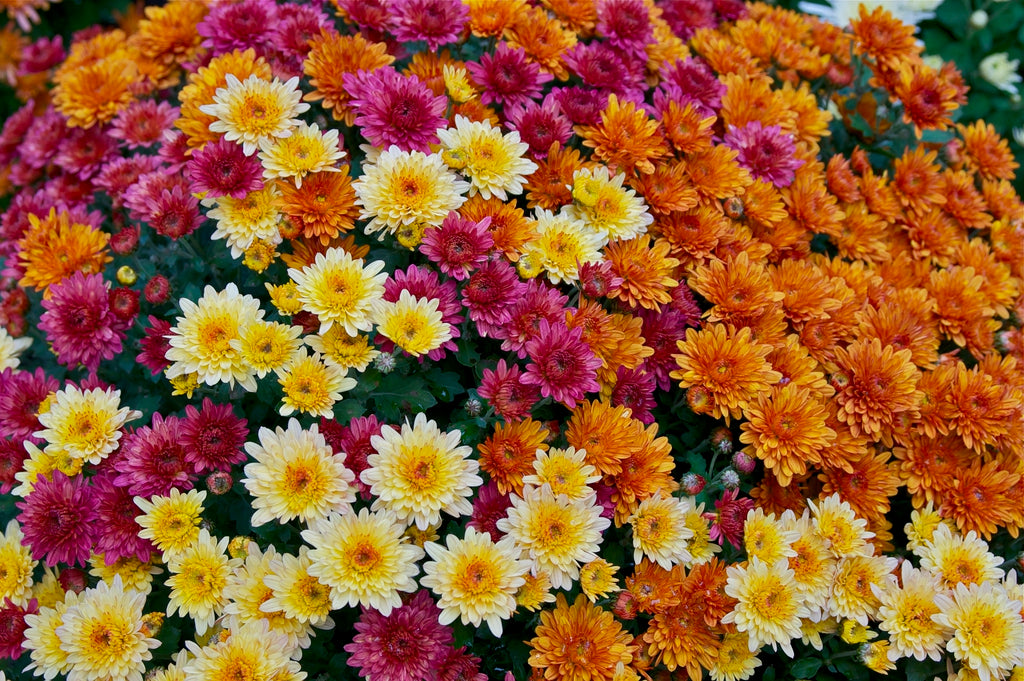 Chrysanthemum (Assorted Chrysanthemum)