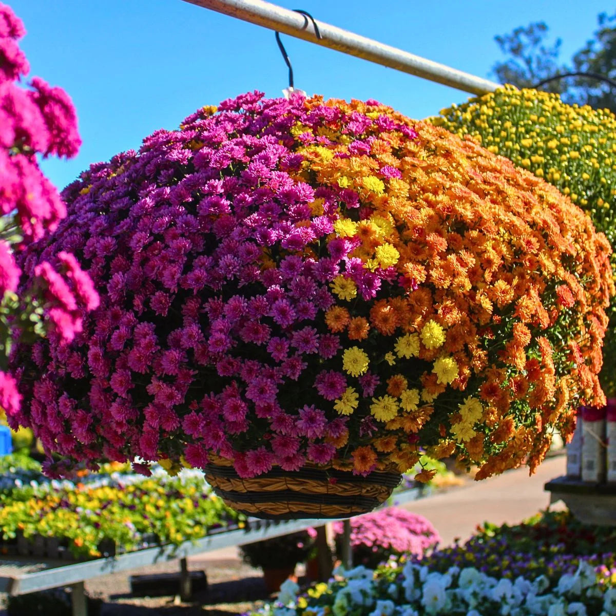 Chrysanthemum Spp. (Assorted Chrysanthemum Hanging Basket)