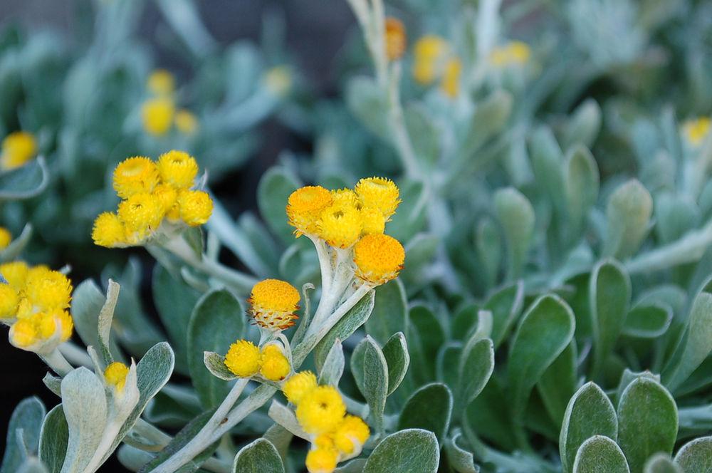 Chrysocephalum Apiculatum 'Desert Flame' (Common Everlasting)