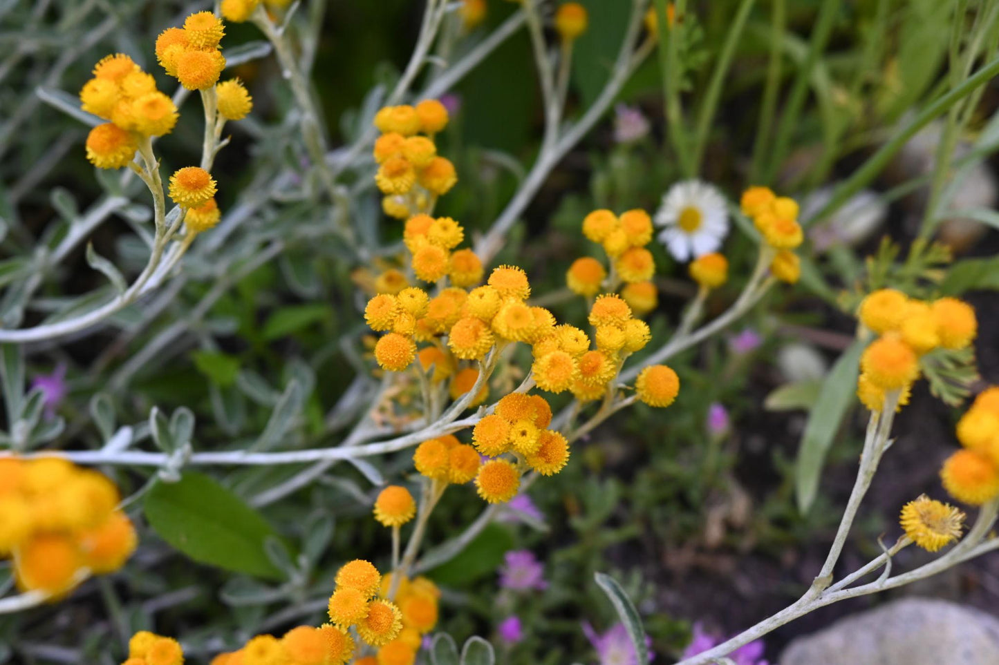 Chrysocephalum Apiculatum 'Desert Flame' (Common Everlasting)