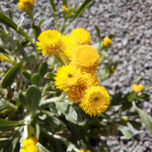 Chrysocephalum Apiculatum 'Desert Flame' (Common Everlasting)
