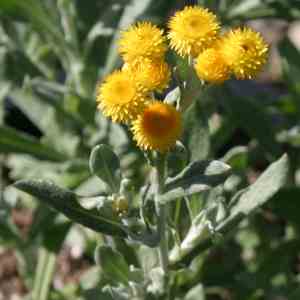 Chrysocephalum apiculatum ‘Silver and Gold’ – Silver and Gold Groundcover