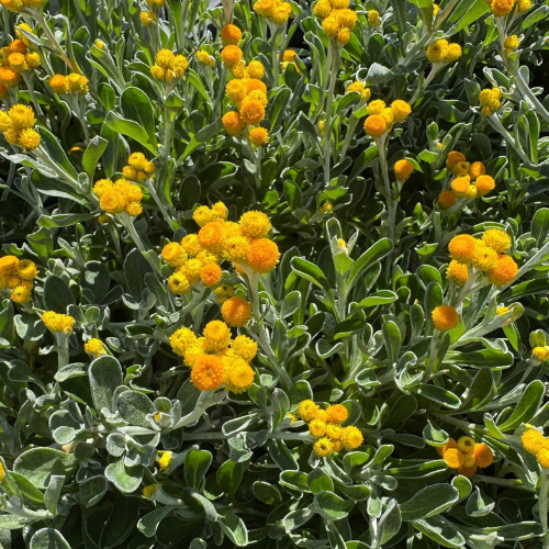 Chrysocephalum Apiculatum 'Desert Flame' (Common Everlasting)