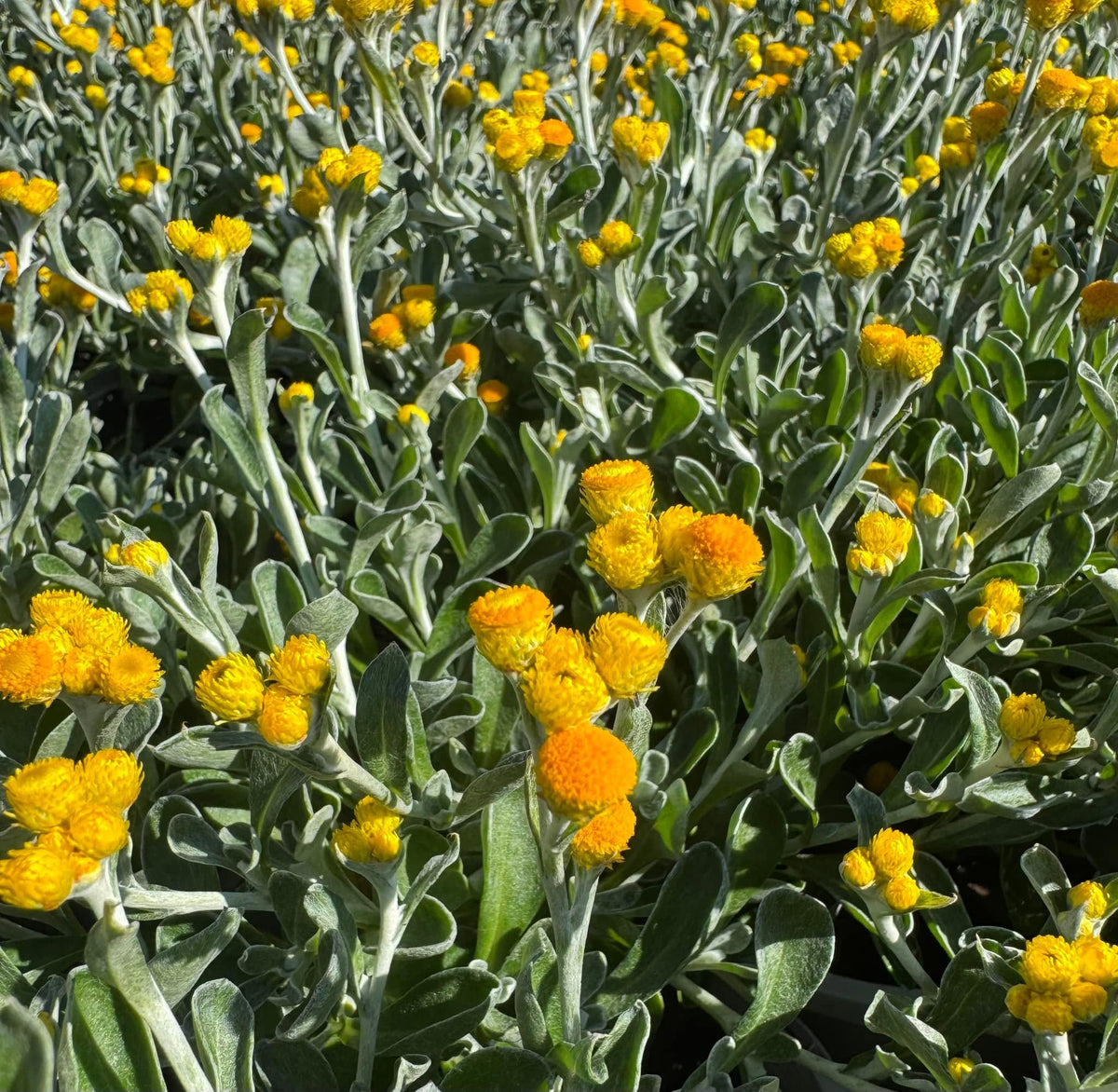 Chrysocephalum Apiculatum 'Desert Flame' (Common Everlasting)