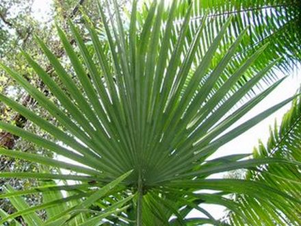 Chuniophoenix Hainanensis (Hainan Fan Palm)