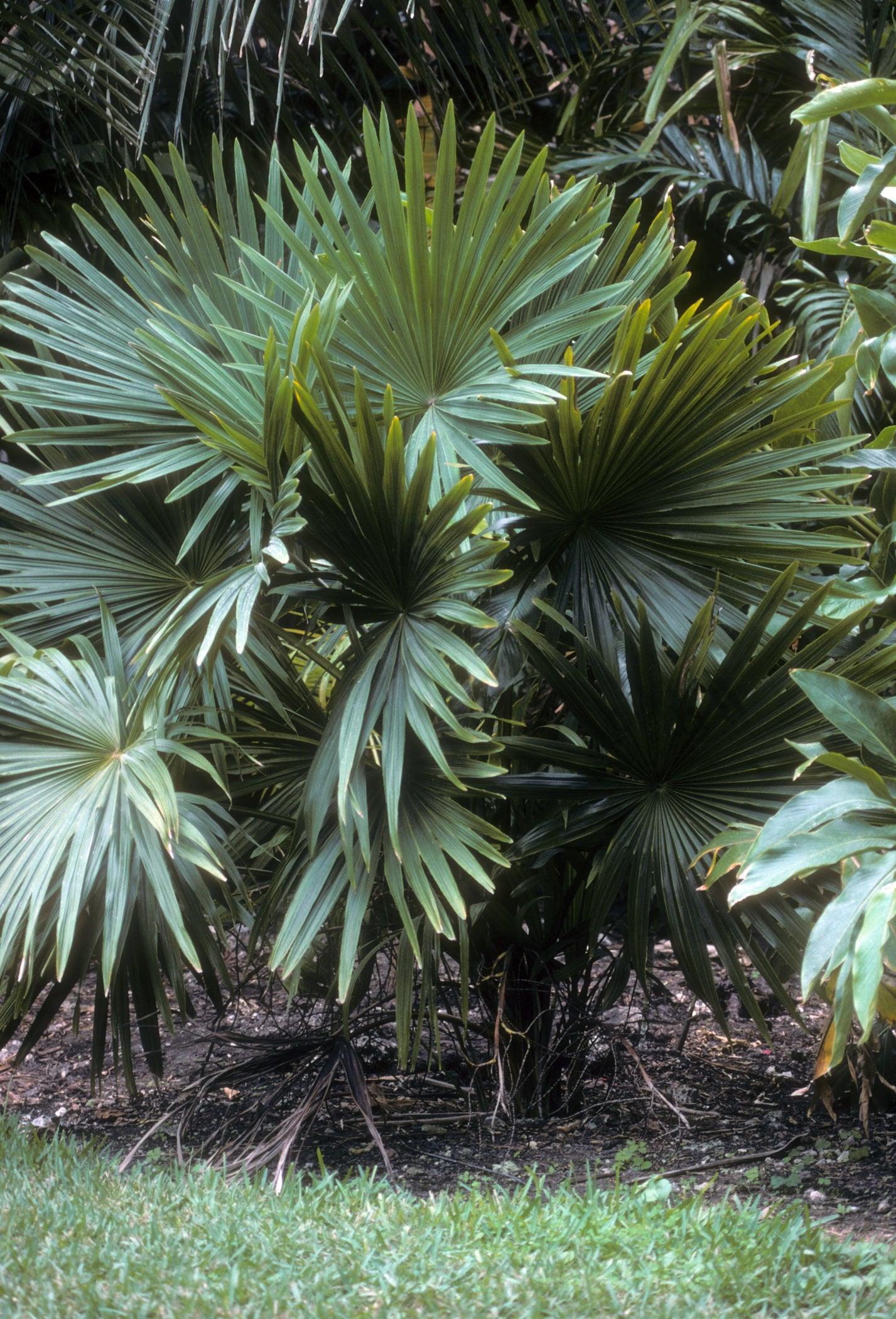 Chuniophoenix Hainanensis (Hainan Fan Palm)
