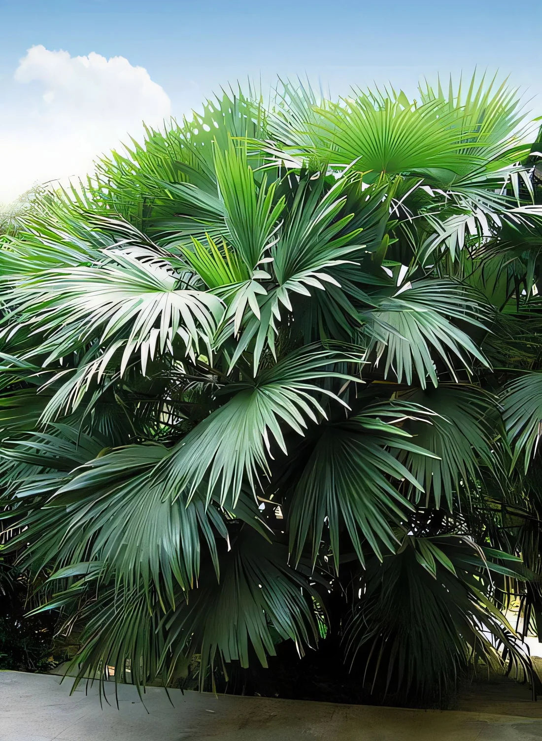 Chuniophoenix Hainanensis (Hainan Fan Palm)