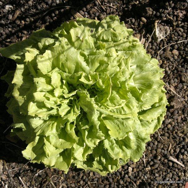 Cichorium Endivia (Endive)
