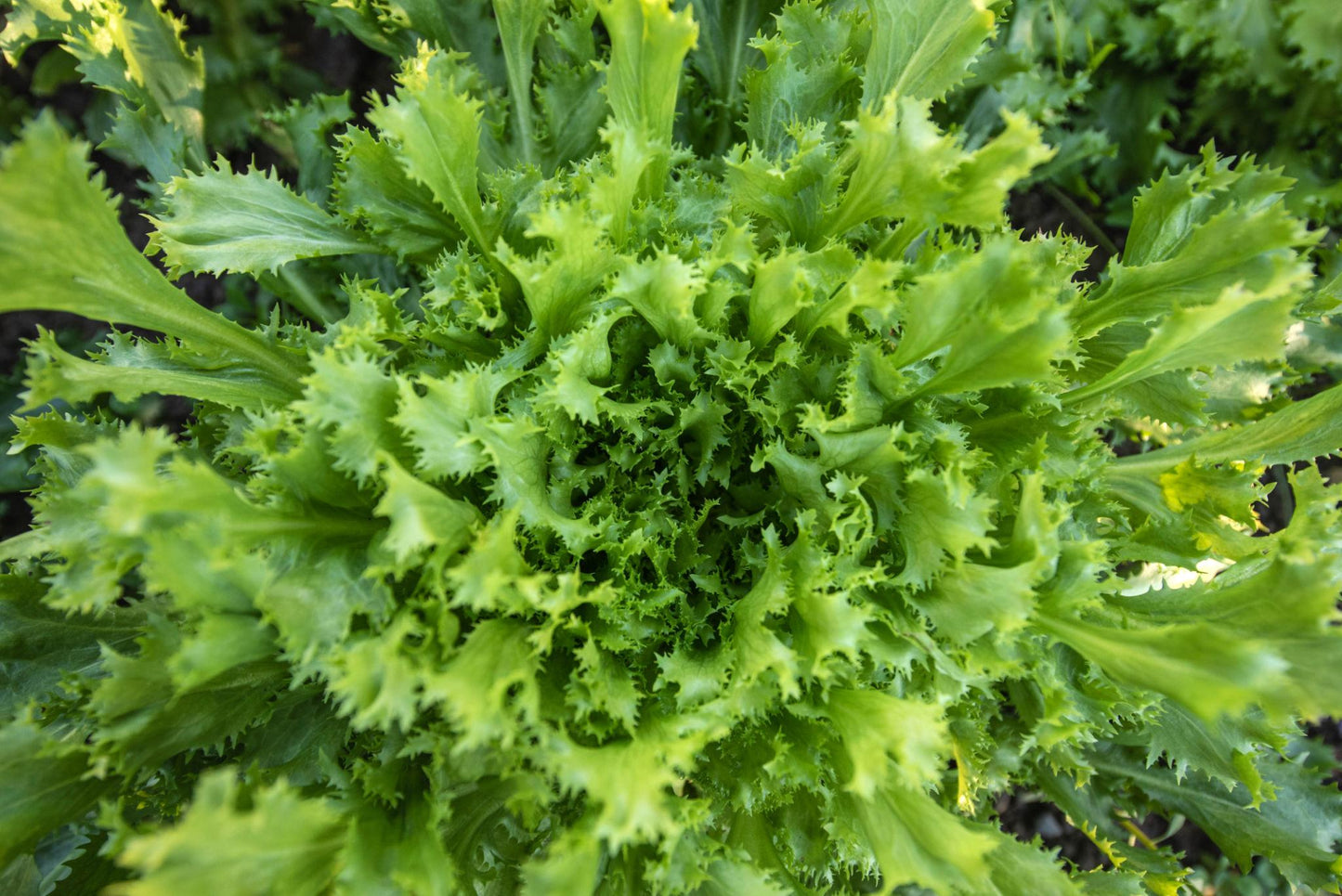 Cichorium Endivia (Endive)