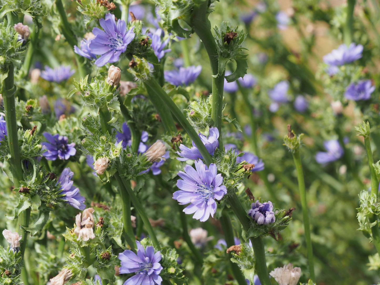 Cichorium Endivia (Endive)