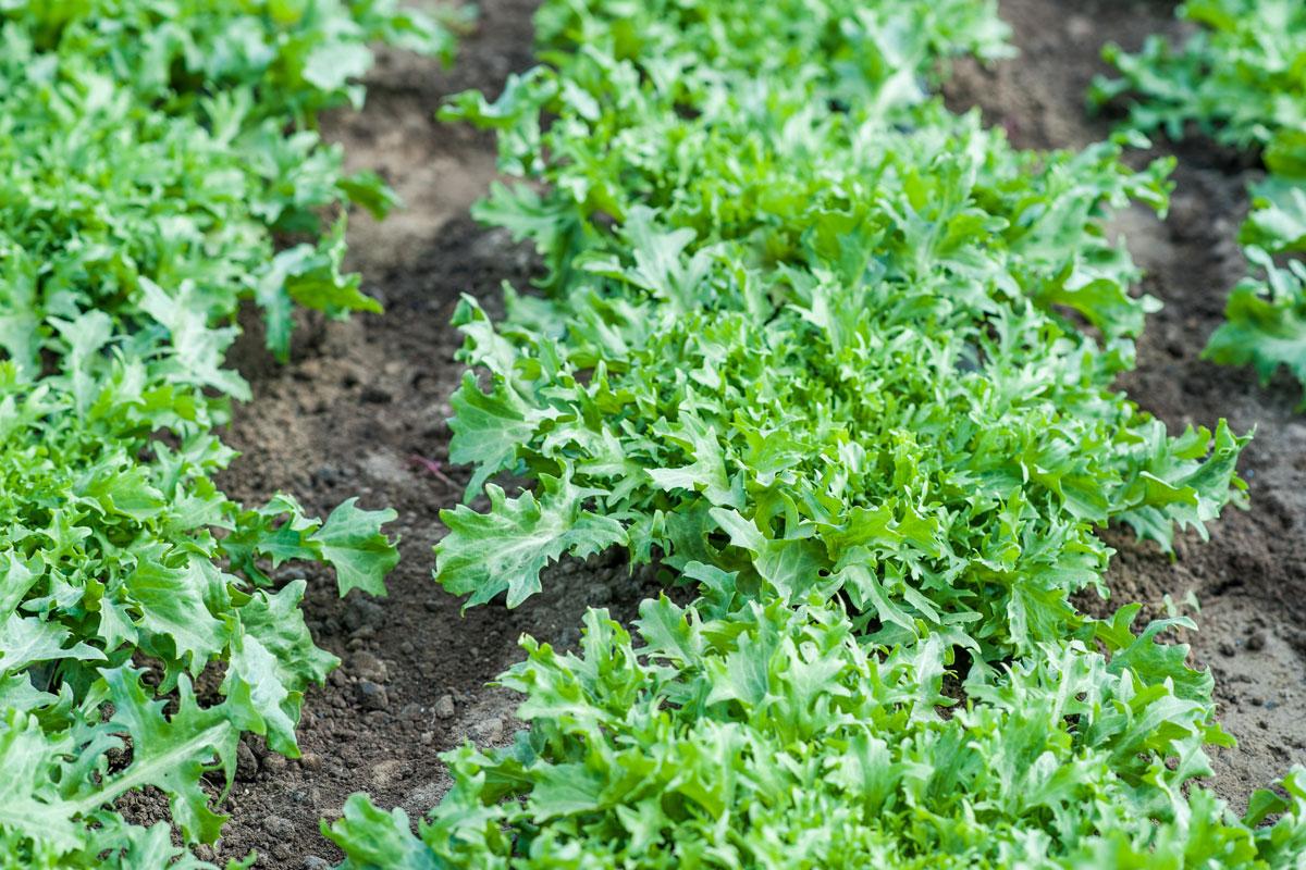 Cichorium Endivia (Endive)