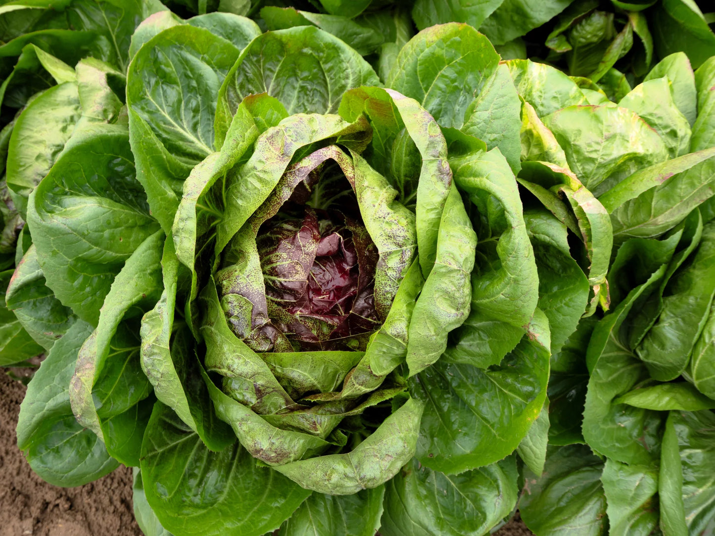 Cichorium Intybus Var. Foliosum (Radicchio)