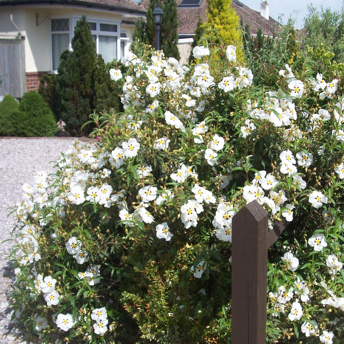 Cistus X. Purpureus Alan Fradd