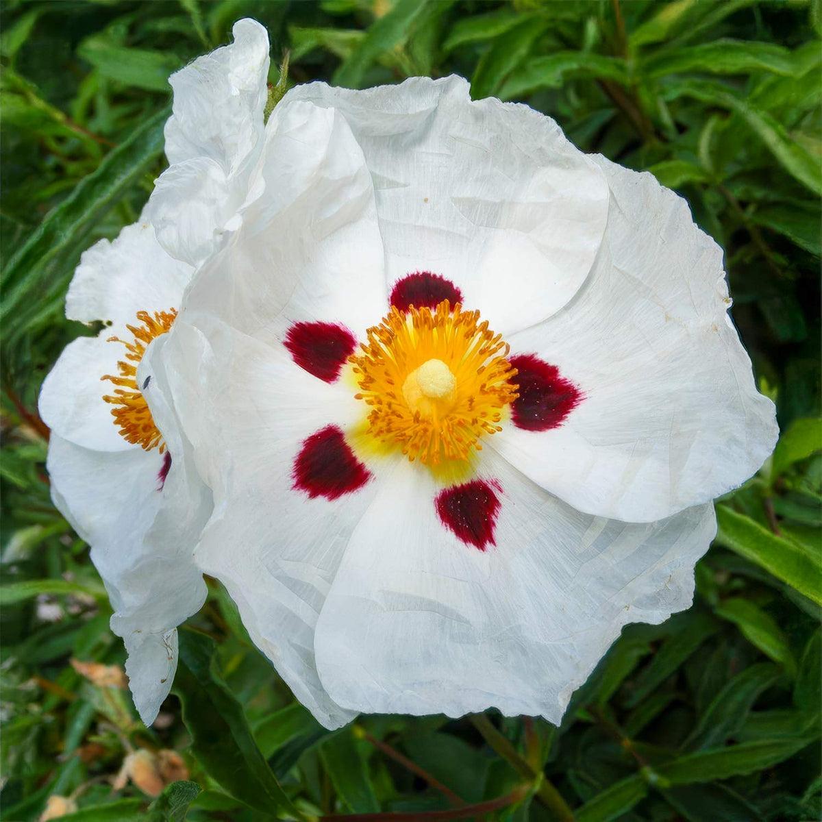 Cistus X. Purpureus Alan Fradd
