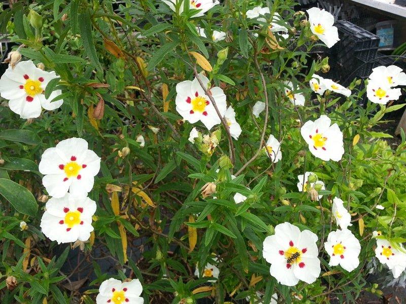 Cistus X. Purpureus Alan Fradd