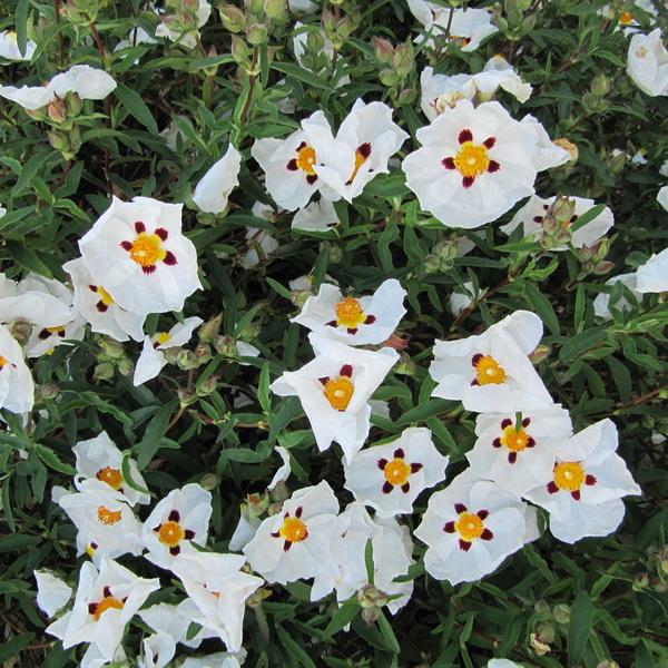 Cistus X. Purpureus Alan Fradd
