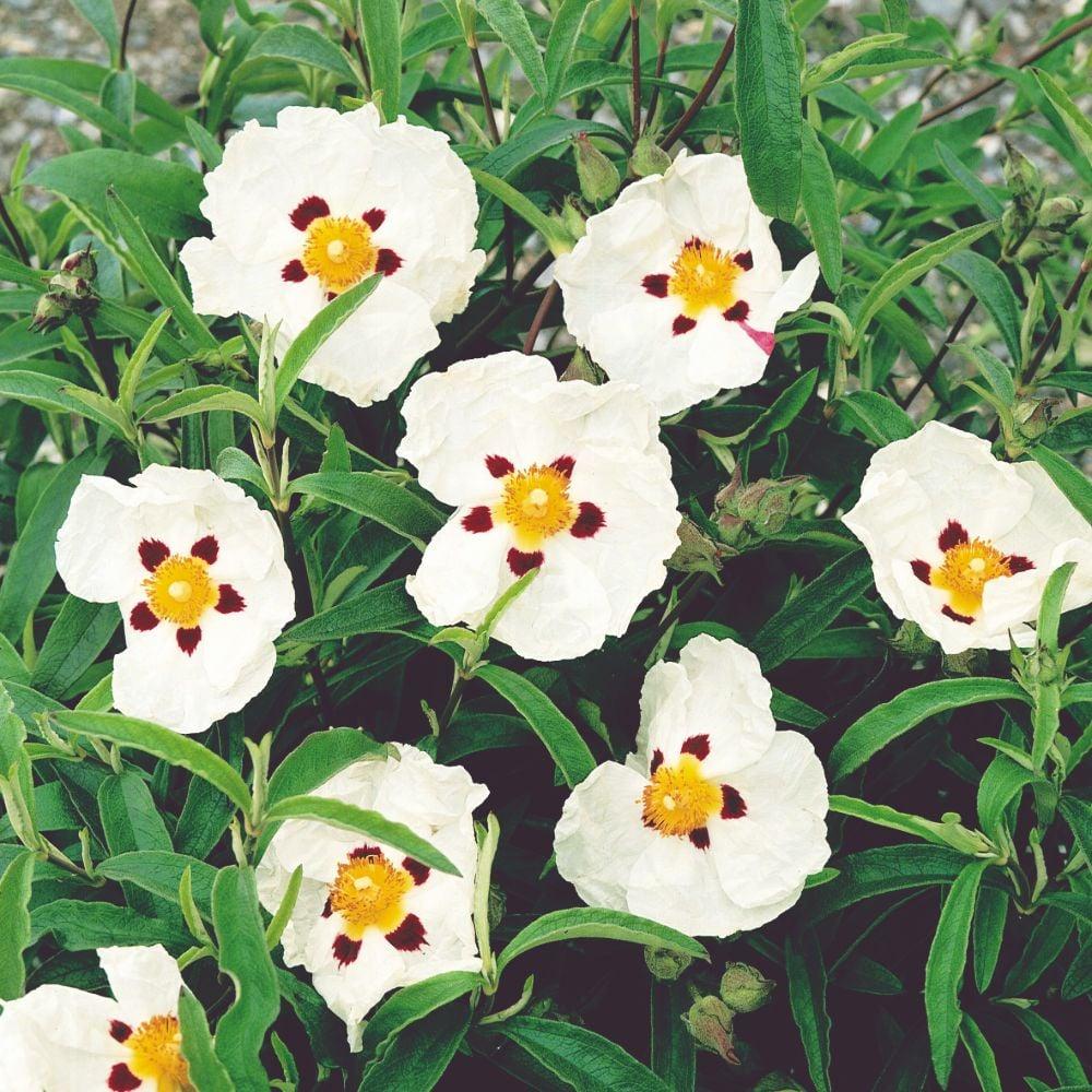Cistus X. Purpureus Alan Fradd