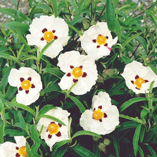 Cistus X. Purpureus Alan Fradd