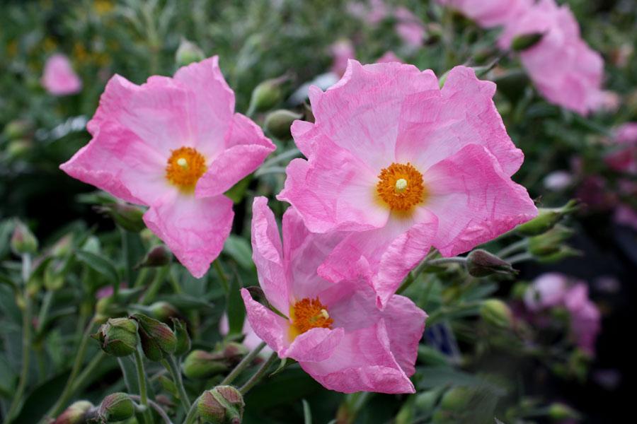 Cistus × argenteus ‘Silver Pink’ (Silver Pink Rock Rose)