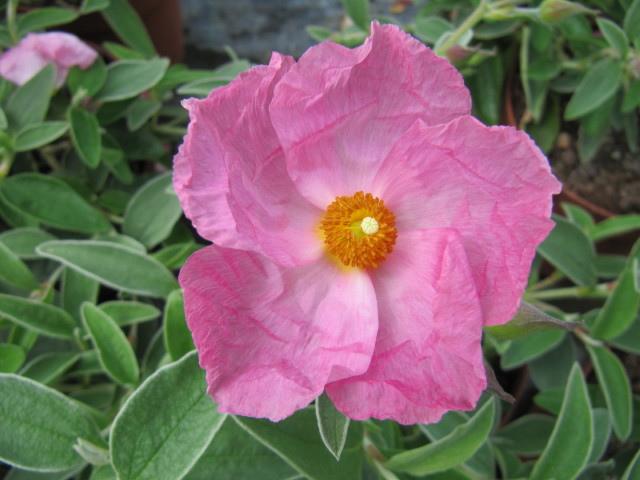 Cistus × argenteus ‘Silver Pink’ (Silver Pink Rock Rose)