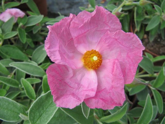 Cistus × argenteus ‘Silver Pink’ (Silver Pink Rock Rose)