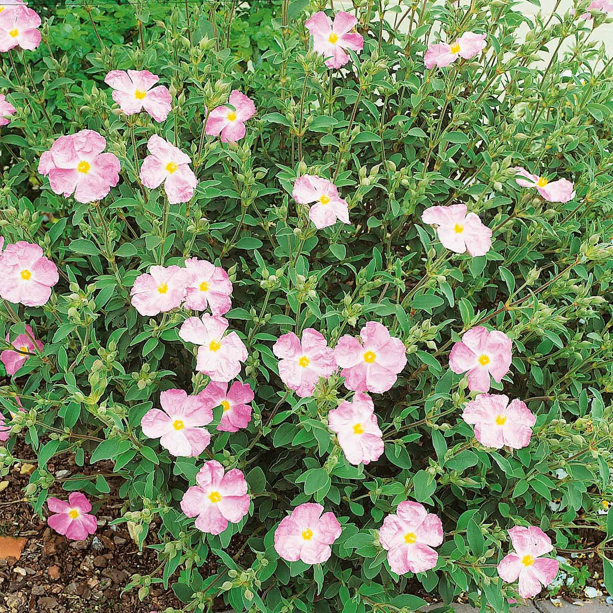 Cistus × argenteus ‘Silver Pink’ (Silver Pink Rock Rose)