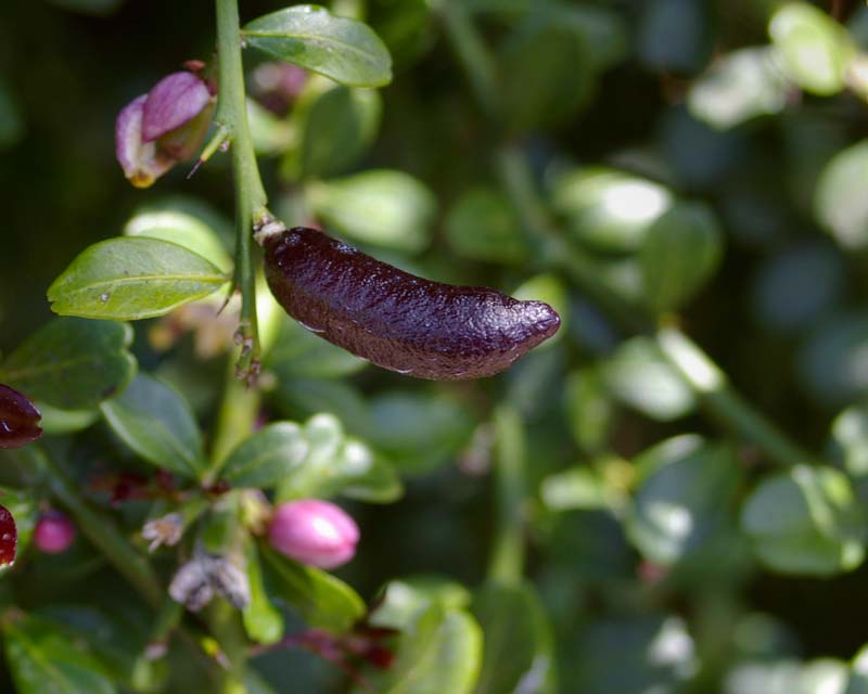 Citrus Australasica ‘Pink’ (Pink Finger Lime)