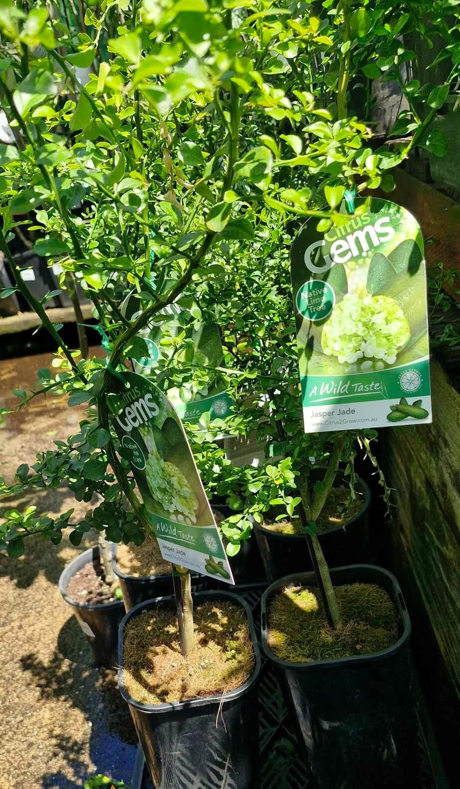 Citrus australasica ‘Jasper Jade’ (Finger Lime)