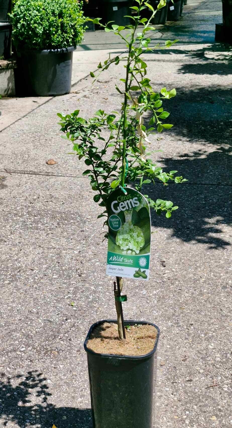 Citrus australasica ‘Jasper Jade’ (Finger Lime)