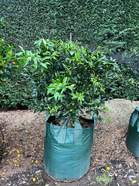 Citrus Japonica ‘Nagami’ (Nagami Kumquat)
