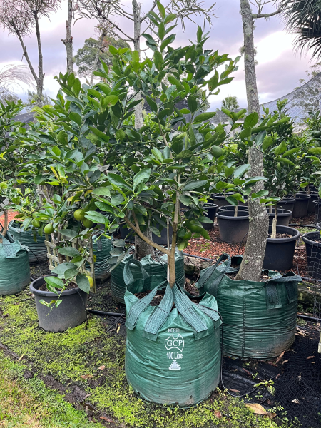 Citrus × Latifolia ‘Tahitian’ (Tahitian Lime) GRAFTED