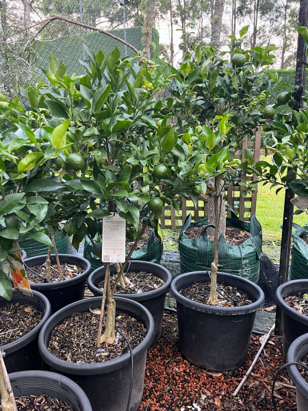 Citrus Reticulata ‘Emperor’ (Emperor Mandarin) Grafted