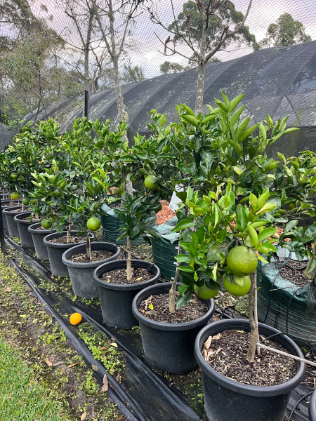Citrus sinensis ‘Washington Navel’ (Washington Navel Orange) GRAFTED