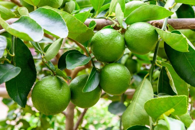 Citrus × latifolia ‘Tahitian’ (Tahitian Lime Espalier)