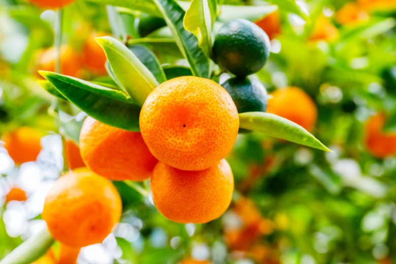 Citrus – Calamondin (Citrus × microcarpa)