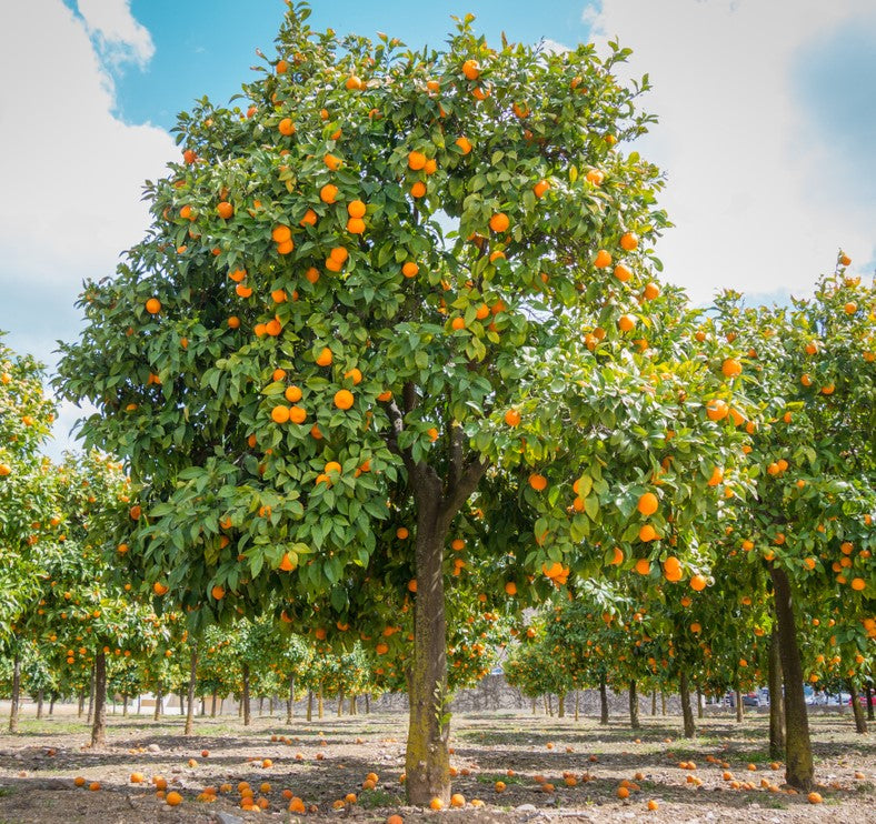 Citrus Sinensis 'Blood Orange' GRAFTED