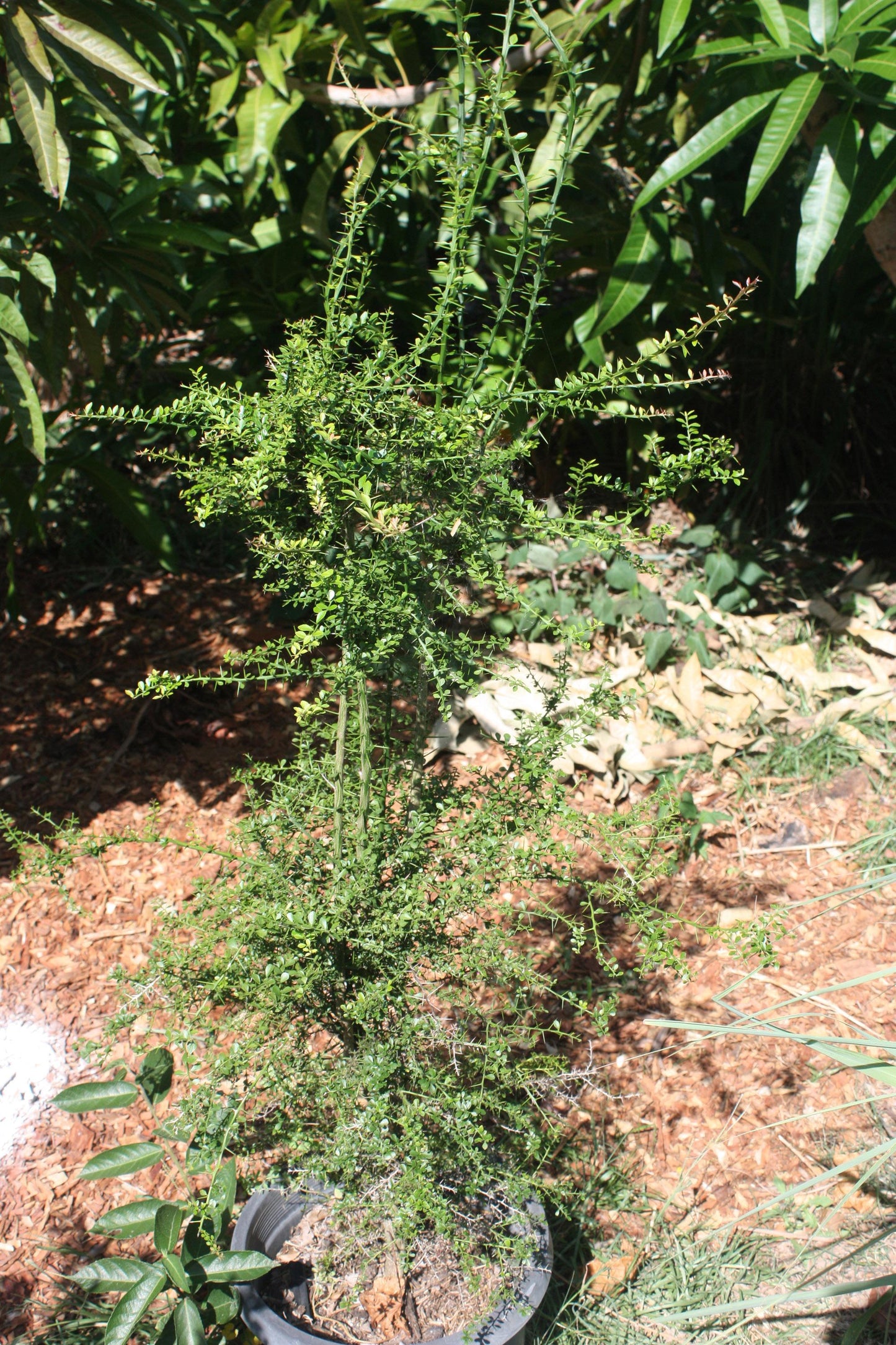 Citrus Australasica (Australian Finger Lime) Grafted