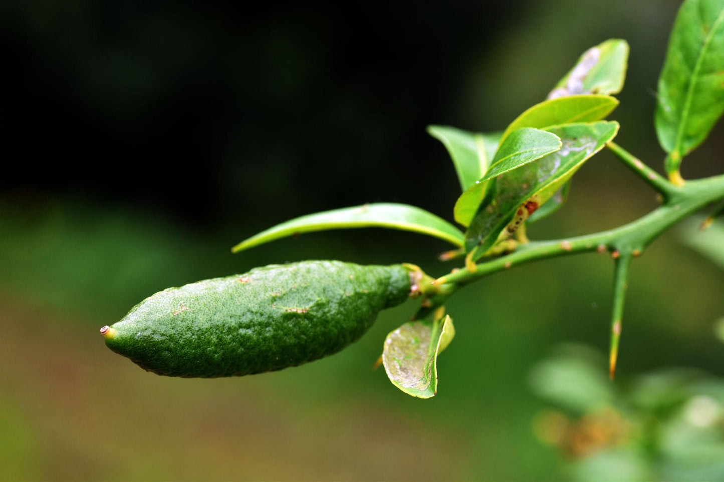 Citrus Australasica (Australian Finger Lime) Grafted