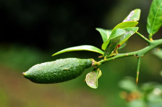 Citrus Australasica (Australian Finger Lime) Grafted
