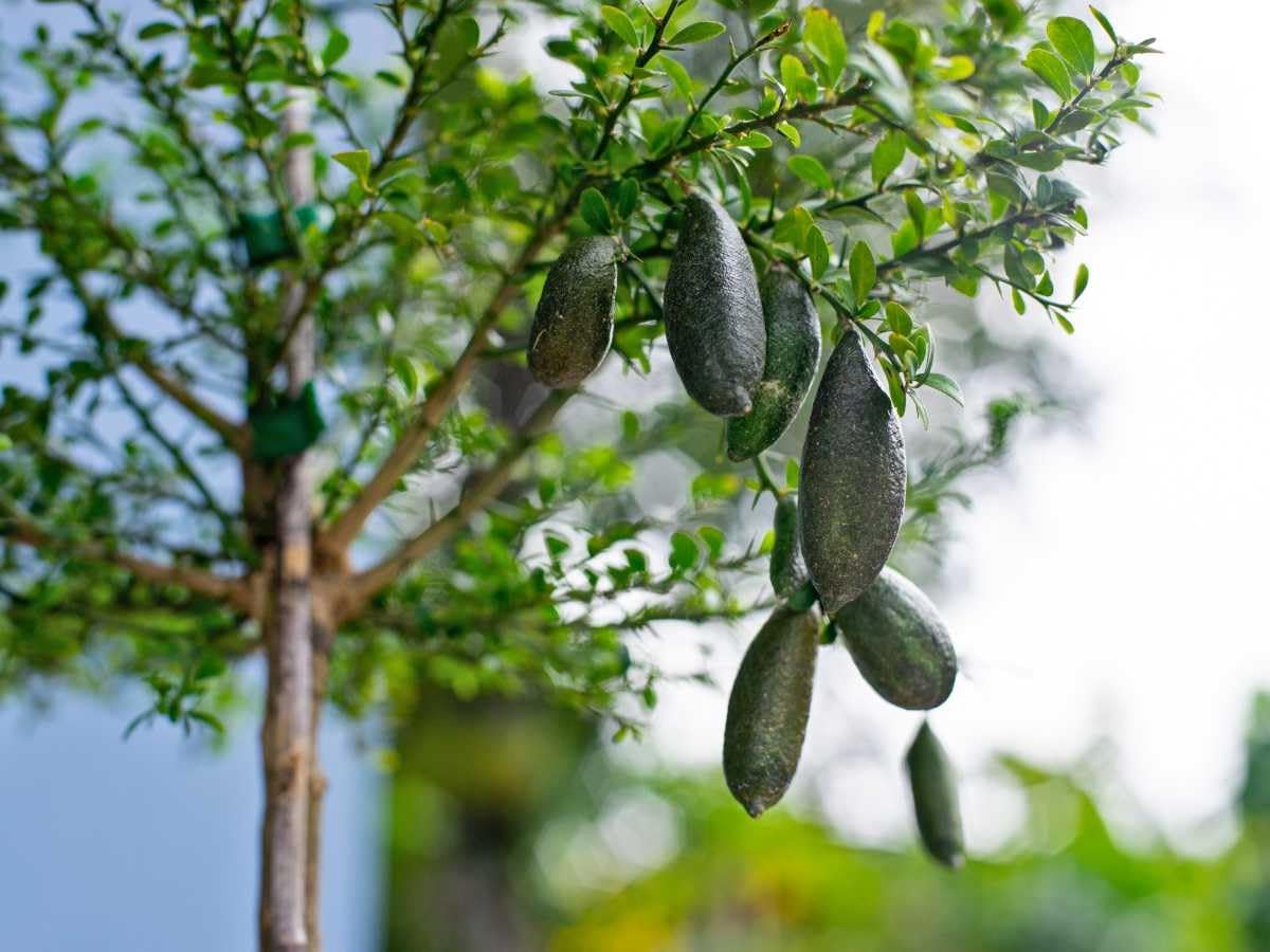 Citrus Australasica (Dwarf Australian Finger Lime) Grafted
