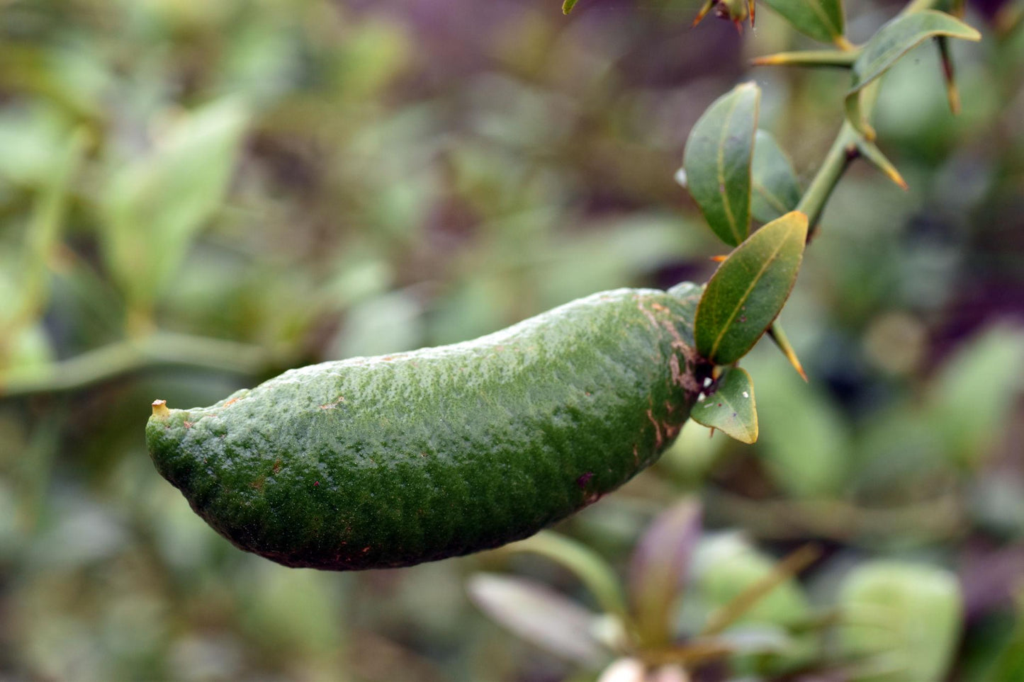 Citrus Australasica (Dwarf Australian Finger Lime) Grafted