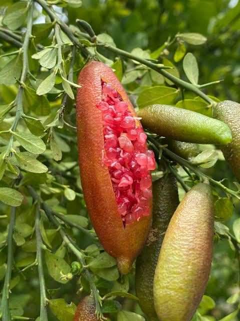 Citrus Australasica (Dwarf Australian Finger Lime) Grafted