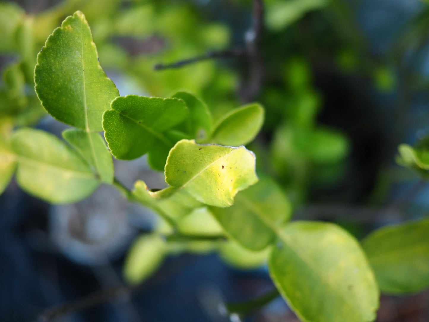 Citrus Hystrix (Makrut Lime) Double Graft